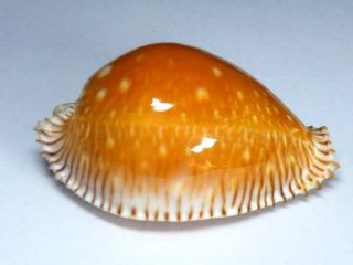 Seashell,  Cowry,  Cypraea Guttata,