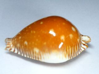Seashell,  Cowry,  Cypraea Guttata, 2