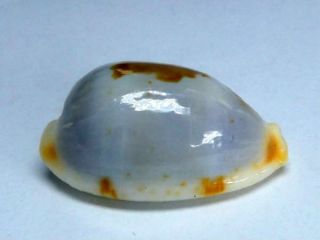 Seashell,  Cowry,  Cypraea Brevidentata