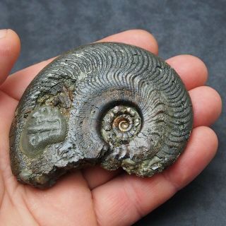 83mm Grammoceras Striatulum Ammonite Pyrite Mineral Fossil Ammoniten France
