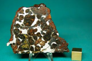 Sericho Pallasite Meteorite 89.  8 Grams