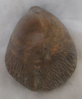 Shell Fossil Cypraea (barycypraea) Beberkiriana 54.  74mm