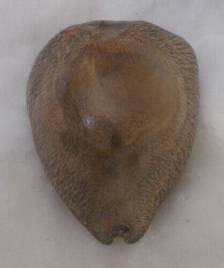 SHELL FOSSIL Cypraea (Barycypraea) beberkiriana 54.  74mm 5