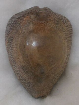 SHELL FOSSIL Cypraea (Barycypraea) beberkiriana 54.  74mm 6
