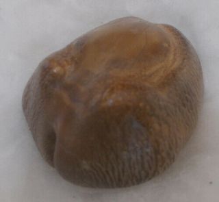 Shell Fossil Cypraea (barycypraea) Beberkiriana 45.  63mm