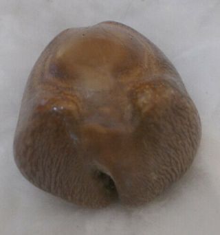 SHELL FOSSIL Cypraea (Barycypraea) beberkiriana 45.  63mm 2