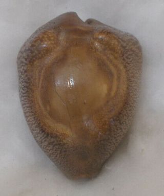 SHELL FOSSIL Cypraea (Barycypraea) beberkiriana 45.  63mm 4