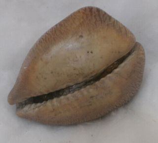 SHELL FOSSIL Cypraea (Barycypraea) beberkiriana 45.  63mm 5