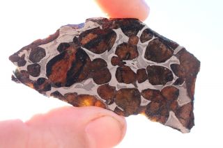 Sericho Meteorite Pallasite From Kenya Full Slice 14.  6 Grams