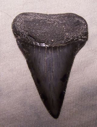 Great White Shark Tooth 2 1/8 " Fossil Teeth Jaw Megalodon Cousin Good Size Sharp