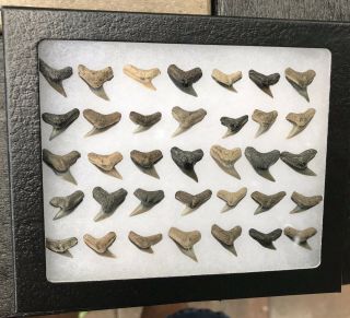 35 Tiger Shark Teeth Contortus Calvert Cliffs Shark Week Fossil Tooth Miocene Md
