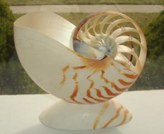 Sliced,  Exposed Rings Striped Chambered Nautilus 6½ " Long On Base (inv231