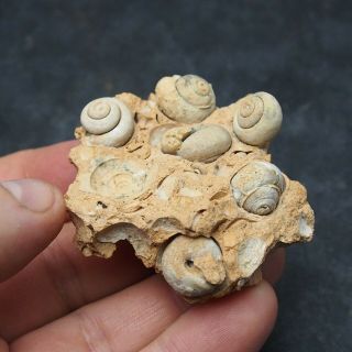 Gastropod Fossil Mineral Ploicene Morocco