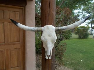 Longhorn Steer Skull 3 