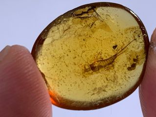 Unique Bristletail Burmite Myanmar Burmese Amber Insect Fossil From Dinosaur Age