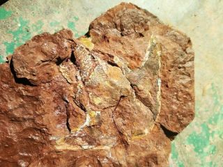 Devonian Armored Fish Agnatha Stensiopelta Pustulata With Partially Body Saved