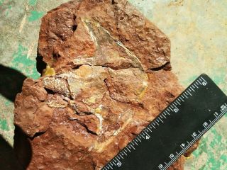 Devonian armored fish agnatha Stensiopelta pustulata with partially body saved 4
