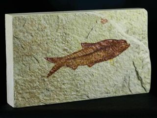 3.  1 In Knightia Eocaena Fossil Fish Green River Formation Wy Eocene Age