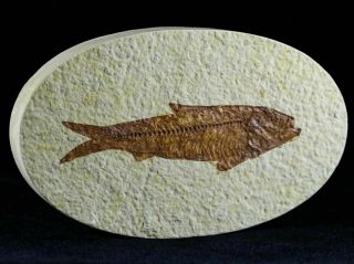 3.  5 In Knightia Eocaena Fossil Fish Green River Formation Wy Eocene Age Oval
