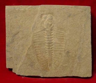 Fossil Trilobite Bathyuriscus Fimbraitus Marjum Fm Bf37