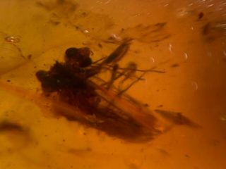 Neuroptera Mantispidae Mantisfly Mantidfly Burmite Myanmar Amber Insect Fossil