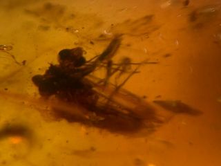 Neuroptera Mantispidae mantisfly mantidfly Burmite Myanmar Amber insect fossil 2