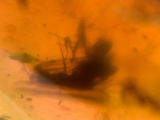 Neuroptera Mantispidae mantisfly mantidfly Burmite Myanmar Amber insect fossil 4