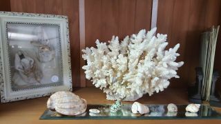 Very Large White Coral 9x11x9 Beach Nautical Fish Shells Ocean