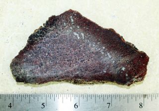 Polished Dinosaur Gem Bone 1905 • 84 grams 2