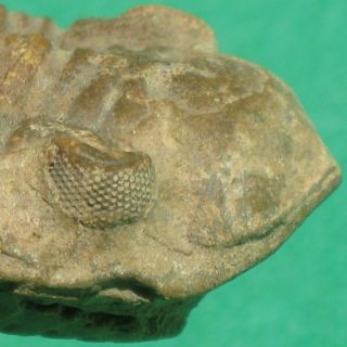 Trilobite Fossil Metacryphaeus Sp.