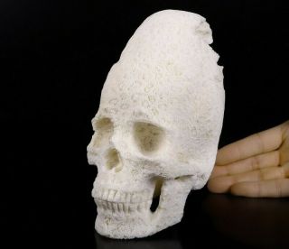 Huge 5.  8 " White Coral Carved Crystal Incan Skull Sculpture,  Crystal Healing