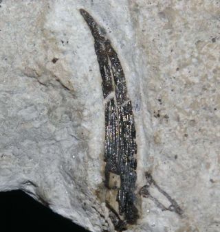 Silurian Fossil Fish Fin Spine - Acanthodii Sp
