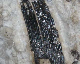 Silurian fossil fish fin spine - Acanthodii sp 2