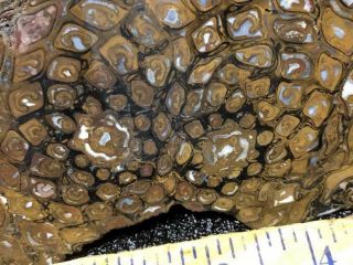 Z Paleo Osmunda Slice Petrified Fern Fr Australia 247 Grams