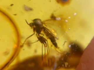Uncommon Mosquito Fly Burmite Myanmar Burmese Amber Insect Fossil Dinosaur Age