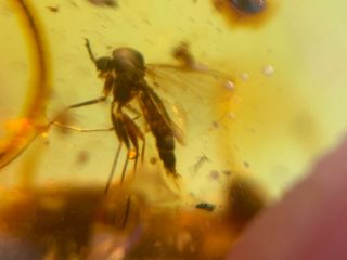 uncommon mosquito fly Burmite Myanmar Burmese Amber insect fossil dinosaur age 2