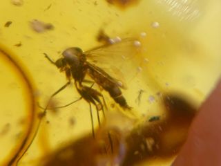 uncommon mosquito fly Burmite Myanmar Burmese Amber insect fossil dinosaur age 3