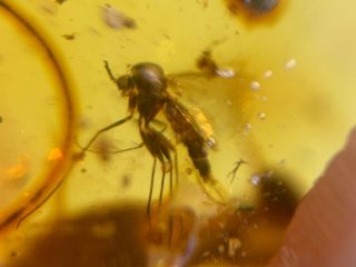 uncommon mosquito fly Burmite Myanmar Burmese Amber insect fossil dinosaur age 4