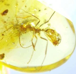 Rare Strange Ant Burmite Cretaceous Amber Fossil Dinosaurs Era