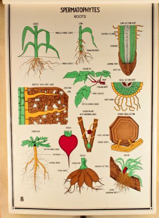 Vtg.  50s Spermatophytes Roots Plant Science School Poster 537 1950s