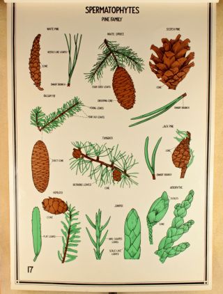 Vtg.  50s Spermatophytes Pine Family Plant Science School Poster 528 1950s