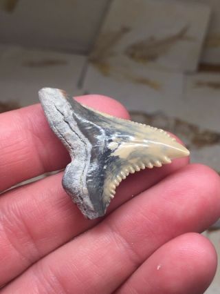 Huge Bone Valley Hemi Shark Tooth Fossil Teeth Megalodon Era Gem