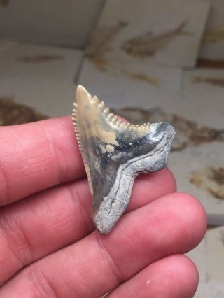 Huge Bone Valley Hemi Shark Tooth Fossil Teeth Megalodon Era Gem 2