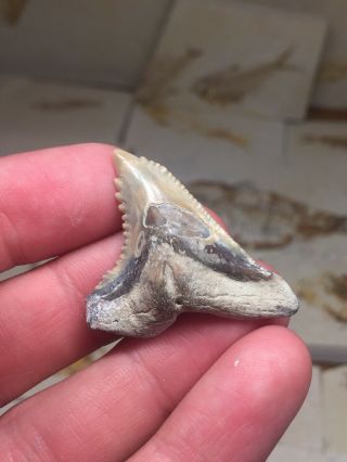 Huge Bone Valley Hemi Shark Tooth Fossil Teeth Megalodon Era Gem 3