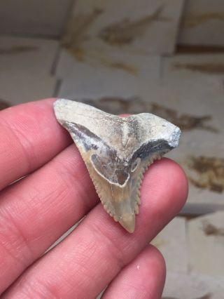 Huge Bone Valley Hemi Shark Tooth Fossil Teeth Megalodon Era Gem 4