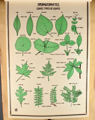 Vtg.  50s Spermatophytes Types Of Leaves Plant Science School Poster 532 1950s