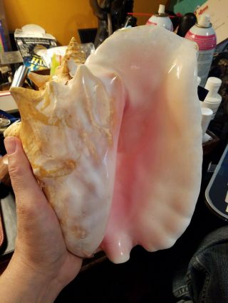 Vintage Large Queen Conch Sea Shell Pink Natural Beach Approximately 9 1/2 " L.