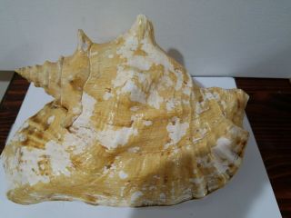 Vintage Large Queen Conch Sea Shell Pink Natural Beach approximately 9 1/2 