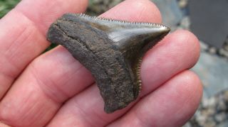 Chubutensis Megalodon Shark Tooth 1.  796 Inches