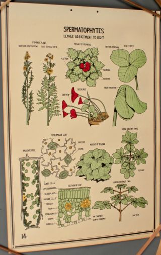Vtg 40s 50s Spermatophytes Plant Science Poster Education School Biology 464
